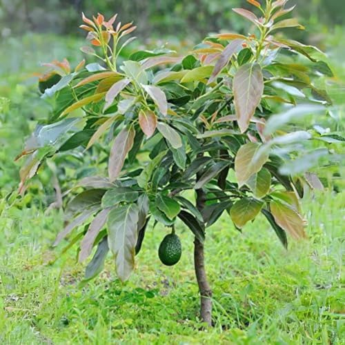Avocado Marcus Tree (Persea americana) - Live Starter Plant, 1-2 ft