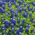 Texas Bluebonnet Seeds Lupinus texensis - 50 Seeds, Non-GMO Heirloom, Native to Texas
