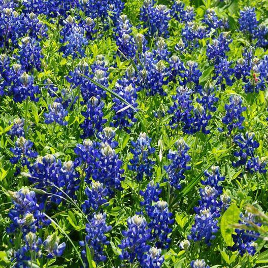 Texas Bluebonnet Seeds Lupinus texensis - 50 Seeds, Non-GMO Heirloom, Native to Texas
