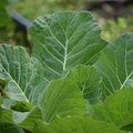Collard Vates Seeds - 300 Heirloom Brassica oleracea for Cool-Season Gardens