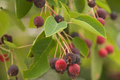 Serviceberry (Amelanchier arborea) Seeds – 15 Fresh Seeds, Edible Berries & Spring Blooms