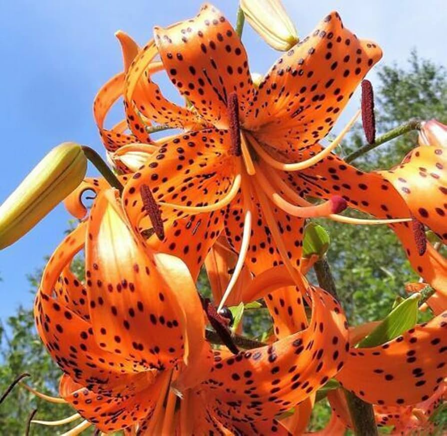 Tiger Lily Seeds (Lilium columbianum) - 20 Seeds, Spotted Orange Flowers, Hardy Perennial