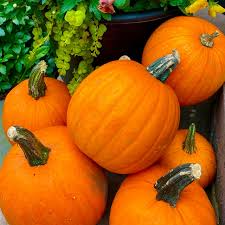 New England Pie Pumpkin Seeds (Cucurbita pepo) - 15 Seeds for Baking & Fall Harvest