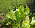 Mud Plantain Seeds (Alisma subcordatum) – Aquatic Perennial, Wetland Plant, 250mg — Non-GMO