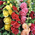 Hollyhock Chater's Double Mix Seeds - 100 Biennial, Alcea rosea, Non-GMO, Peony-Flowered Blooms