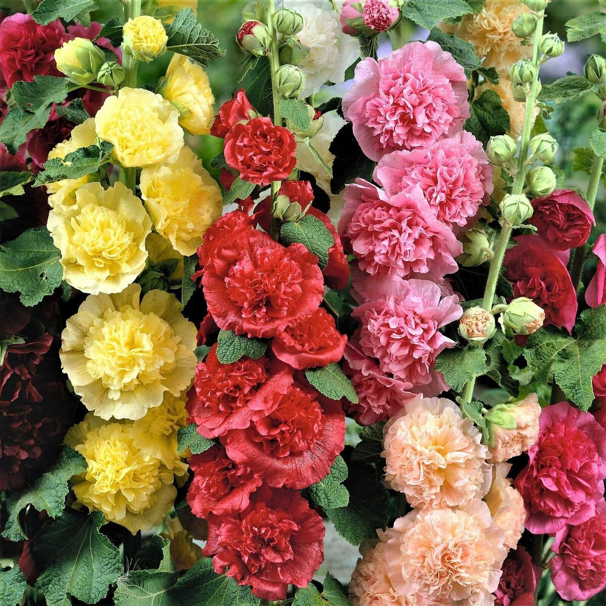 Hollyhock Chater's Double Mix Seeds - 100 Biennial, Alcea rosea, Non-GMO, Peony-Flowered Blooms