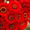 Zinnia CHERRY QUEEN Seeds - 100 Non-GMO Red Scarlet Blooms for Cut Flowers