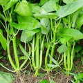 Water Spinach Kong Xin Cai Seeds - 120 Premium Non-GMO Heirloom Ipomoea aquatica