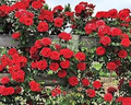 Red Climbing Rose Seeds - 20 Seeds for Trellises, Fences & Arches