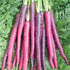 Cosmic Purple Carrot Seeds - 1,000 Non-GMO Open Pollinated, Great for Microgreens
