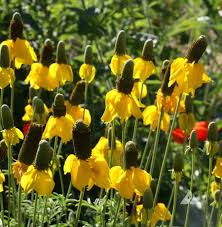 Prairie Coneflower Seeds (Ratibida columnifera) - 100mg | Drought-Tolerant Wildflower for Pollinator Gardens