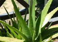 5 Small Aloe Vera Plants (Bare Root) - Aloe Barbadensis Miller Starter Plants