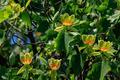 Tulip Poplar Tree Cuttings - 7 Live 12" Cuttings (Liriodendron tulipifera)
