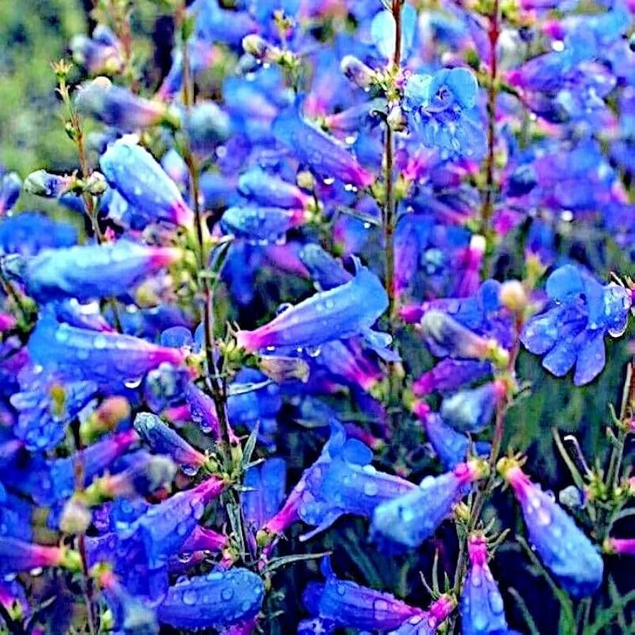 Penstemon spectabilis Seeds - 20 Blue Beard Tongue Seeds | Showy Penstemon, Drought-Tolerant Flower