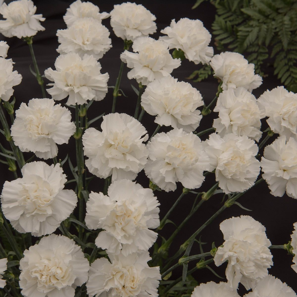 White Grenadin Carnation Seeds - 200+ Dianthus Caryophyllus Seeds for Garden & Cut Flowers