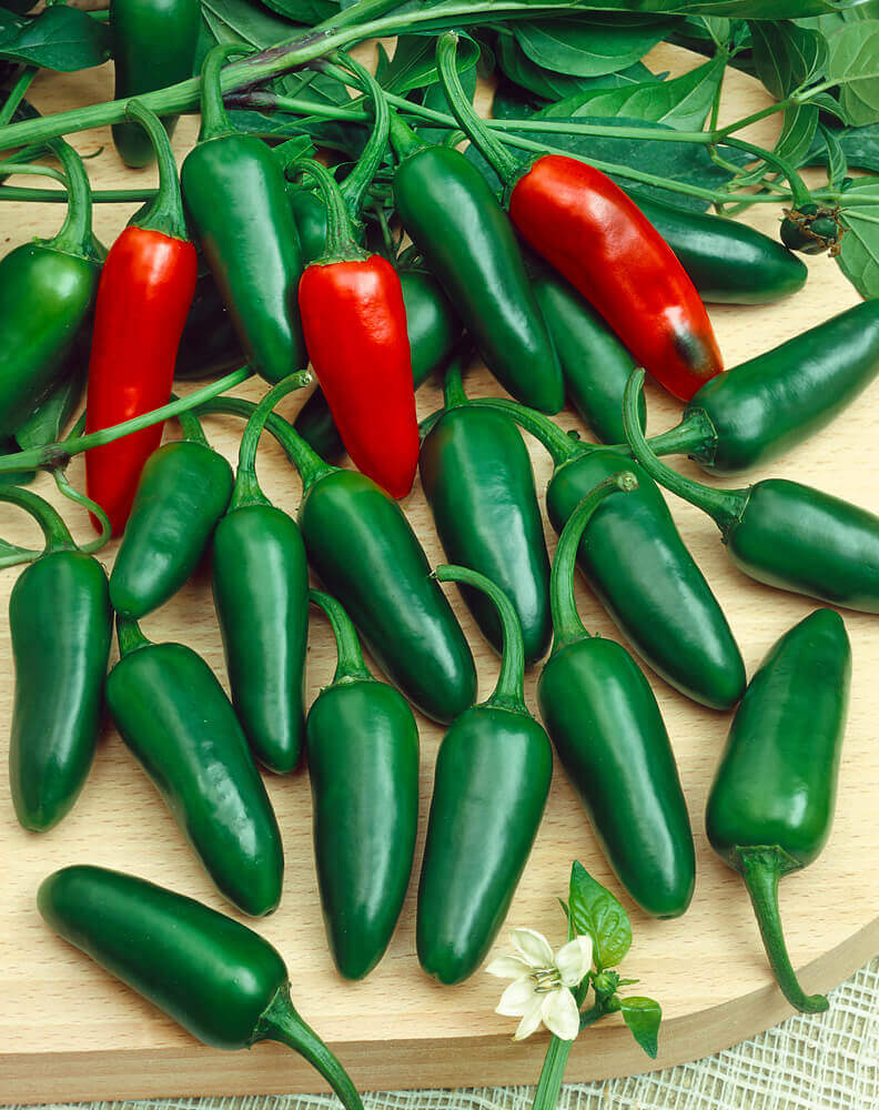 Jalapeño Early Hot Pepper Seeds (Capsicum annuum) – 300mg, Non-GMO, 65–75 Days