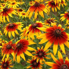 Rudbeckia hirta Daisy Gloriosa (Black-Eyed Susan) Seeds - 10,000, Yellow-Orange, Perennial Wildflowers