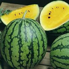 Yellow Petite Watermelon Seeds (Citrullus lanatus) - 5 Seeds, Yellow Flesh, Early-Maturing