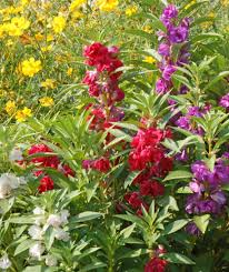 Balsam Camellia Flowered Mix Seeds - Impatiens Balsamina, 200 Seeds, Part Shade, Non-GMO