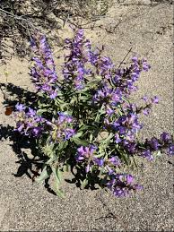 Penstemon Acuminatus Seeds (Sharpleaf Penstemon) - Drought-Tolerant Native Wildflower