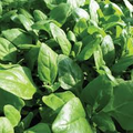 New Zealand Spinach Seeds (Tetragonia tetragonioides) – 1g for Planting