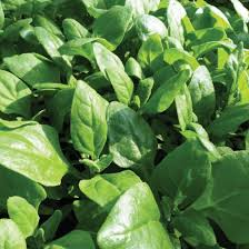 New Zealand Spinach Seeds (Tetragonia tetragonioides) – 1g for Planting