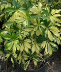 Schefflera arboricola 'Trinette' Bare Root Live Plant, 10-12" - Variegated Umbrella Tree
