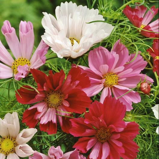 Cosmos Seashells Mix Seeds - Cosmos bipinnatus, 200 Seeds, Non-GMO
