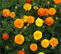 Marigold Petite Mixture Seeds - Compact French Marigolds 500mg
