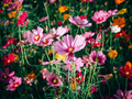 Cosmos Crazy Mix - 200 Seeds, Heirloom, Non-GMO, Attracts Pollinators