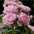 Pink Damask Hedge Rose - 4" Planter, Well-Rooted Starter Plant