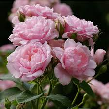 Pink Damask Hedge Rose - 4" Planter, Well-Rooted Starter Plant