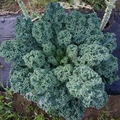 Dwarf Blue Curled Scotch Kale Seeds - 1,500 Non-GMO Heirloom Kale Seeds