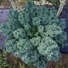 Dwarf Blue Curled Scotch Kale Seeds - 1,500 Non-GMO Heirloom Kale Seeds