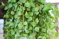 Dischidia Nummularia Cutting | Hanging Basket Epiphyte Starter Plant