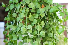 Dischidia Nummularia Cutting | Hanging Basket Epiphyte Starter Plant