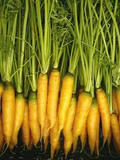 Yellowstone Carrot Seeds - 1000+ Heirloom Yellow Carrot Seeds, Sweet & Tender