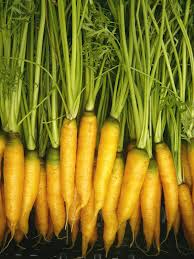 Yellowstone Carrot Seeds - 1000+ Heirloom Yellow Carrot Seeds, Sweet & Tender