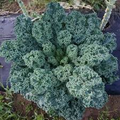 Dwarf Blue Curled Scotch Kale Seeds (1g) Brassica oleracea - Heirloom