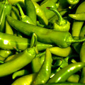 Barker Hot Pepper Seeds (Capsicum annuum) - 250 mg Heirloom for Salsas & Cooking