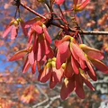 Acer rubrum Northern Red Maple Tree Seeds - 10 Seeds