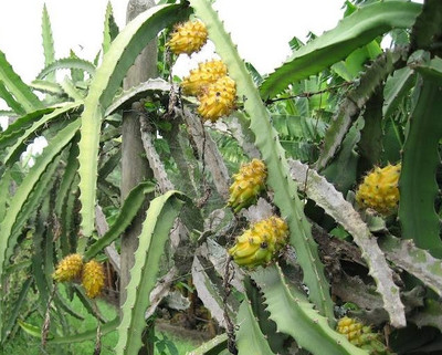 Yellow Dragonfruit Seeds (10) | Pitaya Hylocereus Cactus – Easy to Grow