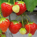 Seascape Everbearing Strawberry Plants - 24 Bare Root, Zones 4-9