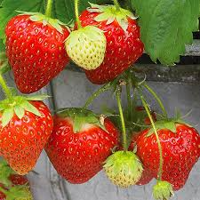 Seascape Everbearing Strawberry Plants - 24 Bare Root, Zones 4-9