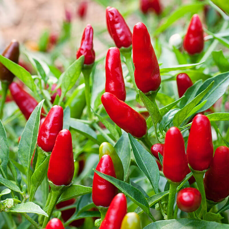 Thai Hot Pepper Seeds Capsicum frutescens – Very Hot, Non-GMO, 250mg Seed Packet