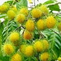 Yellow Rambutan Tree Starter Plant - Grafted Nephelium lappaceum 24-36"