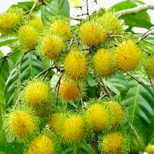 Yellow Rambutan Tree Starter Plant - Grafted Nephelium lappaceum 24-36"