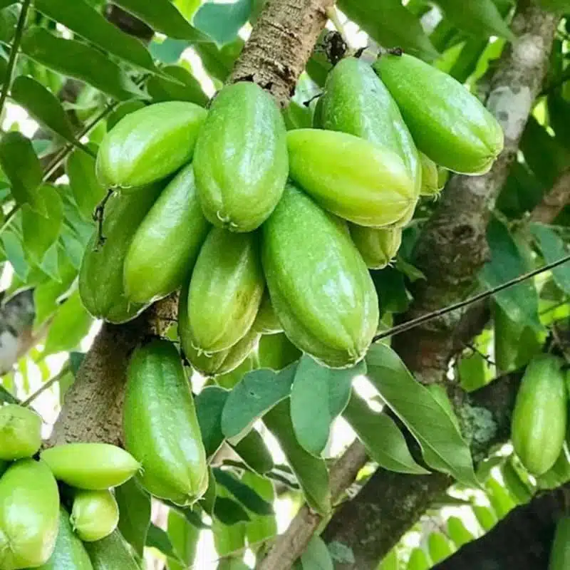 Bilimbi Cucumber Tree (Averrhoa bilimbi) - Starter Plant 1’-2’ Tall