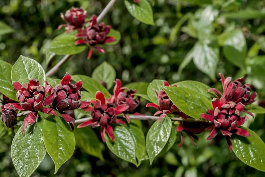 Sweetshrub Seedlings for Planting | Live Starter Plant - Calycanthus