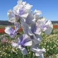 Blue Ripple Sweet Pea Seeds - 50 Marbled Blue & White Fragrant Seeds